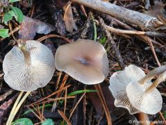 Clitocybe metachroa