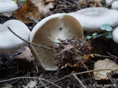 Clitocybe nebularis