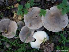 Clitocybe nebularis