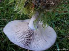 Clitocybe nuda