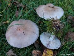Clitocybe nuda