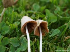 Conocybe apala