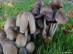Coprinopsis atramentaria