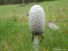 Coprinus comatus