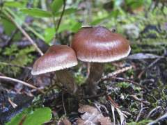 Cortinarius brunneus