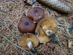 Cortinarius brunneus