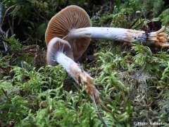 Cortinarius collinitus
