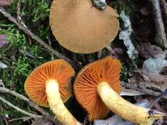 Cortinarius malicorius