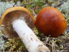 Cortinarius mucosus