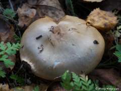 Cortinarius porphyropus