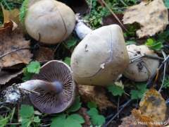 Cortinarius porphyropus