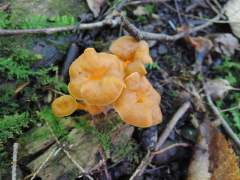 Craterellus lutescens