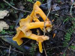 Craterellus lutescens