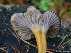 Craterellus tubaeformis
