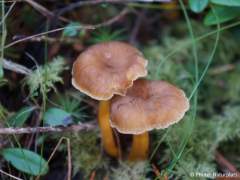 Craterellus tubaeformis