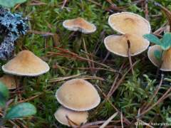 Cystoderma amianthinum