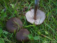 Entoloma sericeum