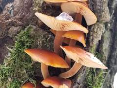 Flammulina velutipes