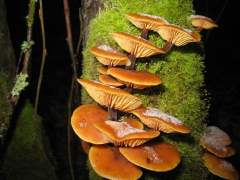 Flammulina velutipes