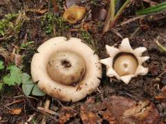 Geastrum fimbriatum
