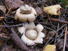 Geastrum fimbriatum