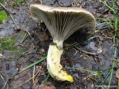 Gomphidius glutinosus