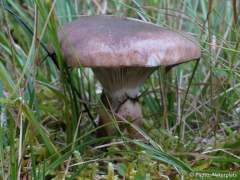 Gomphidius glutinosus