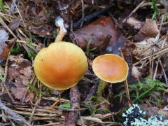 Gymnopilus penetrans