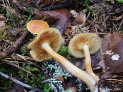 Gymnopilus penetrans