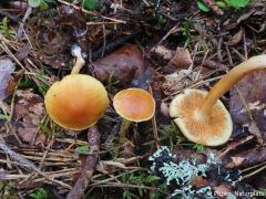 Gymnopilus penetrans