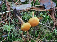 Gymnopilus penetrans