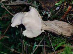 Helvella crispa