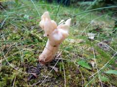 Helvella crispa
