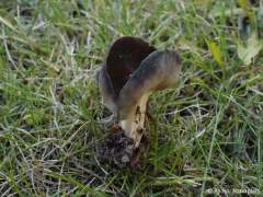 Helvella queletii