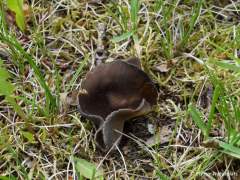 Helvella queletii