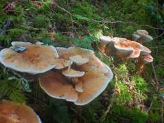 Hydnellum aurantiacum