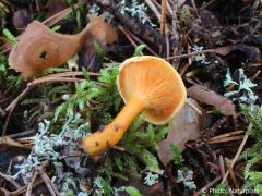 Hygrophoropsis aurantiaca