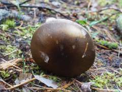 Hygrophorus camarophyllus