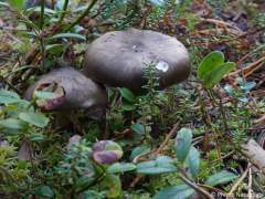 Hygrophorus camarophyllus