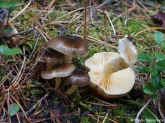 Hygrophorus hypothejus