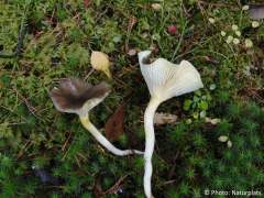 Hygrophorus hypothejus