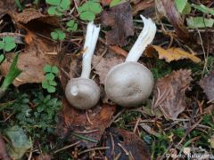 Hygrophorus pustulatus