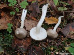 Hygrophorus pustulatus