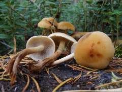 Hypholoma capnoides