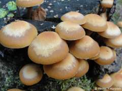 Kuehneromyces mutabilis