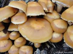 Kuehneromyces mutabilis