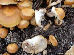 Kuehneromyces mutabilis