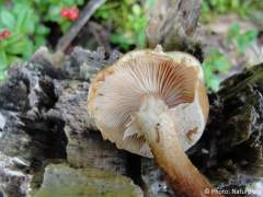 Kuehneromyces mutabilis