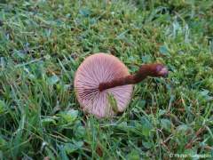 Laccaria laccata
