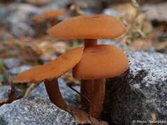 Laccaria laccata